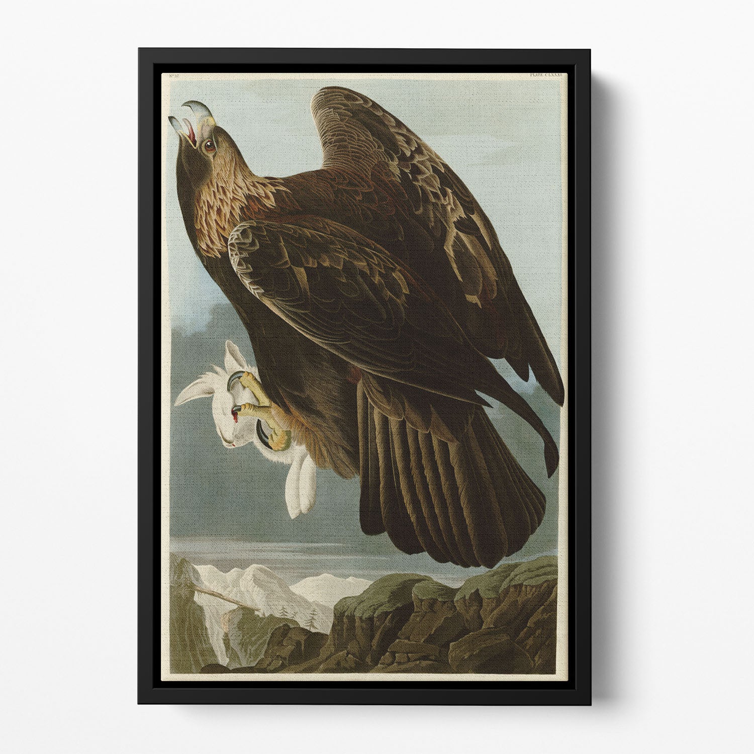Golden Eagle by Audubon Floating Framed Canvas