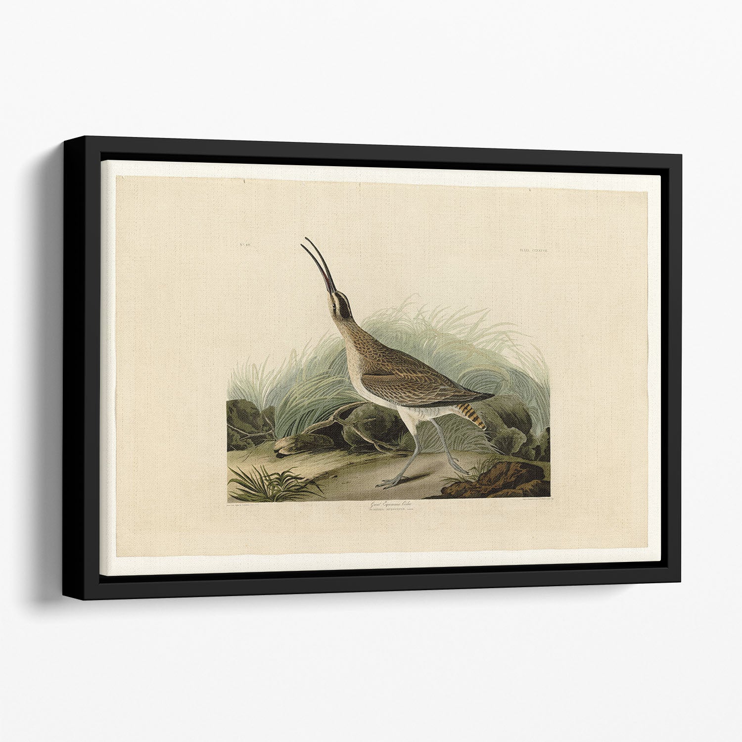 Great Esquimaux Curlew by Audubon Floating Framed Canvas
