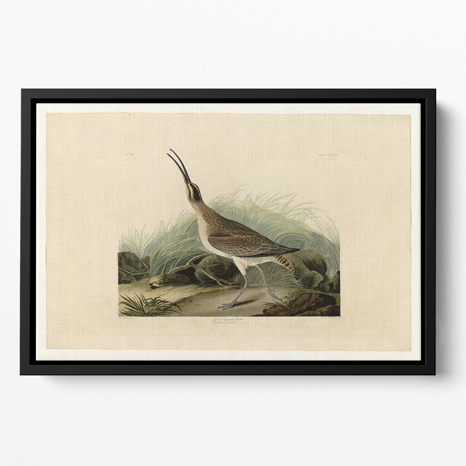 Great Esquimaux Curlew by Audubon Floating Framed Canvas