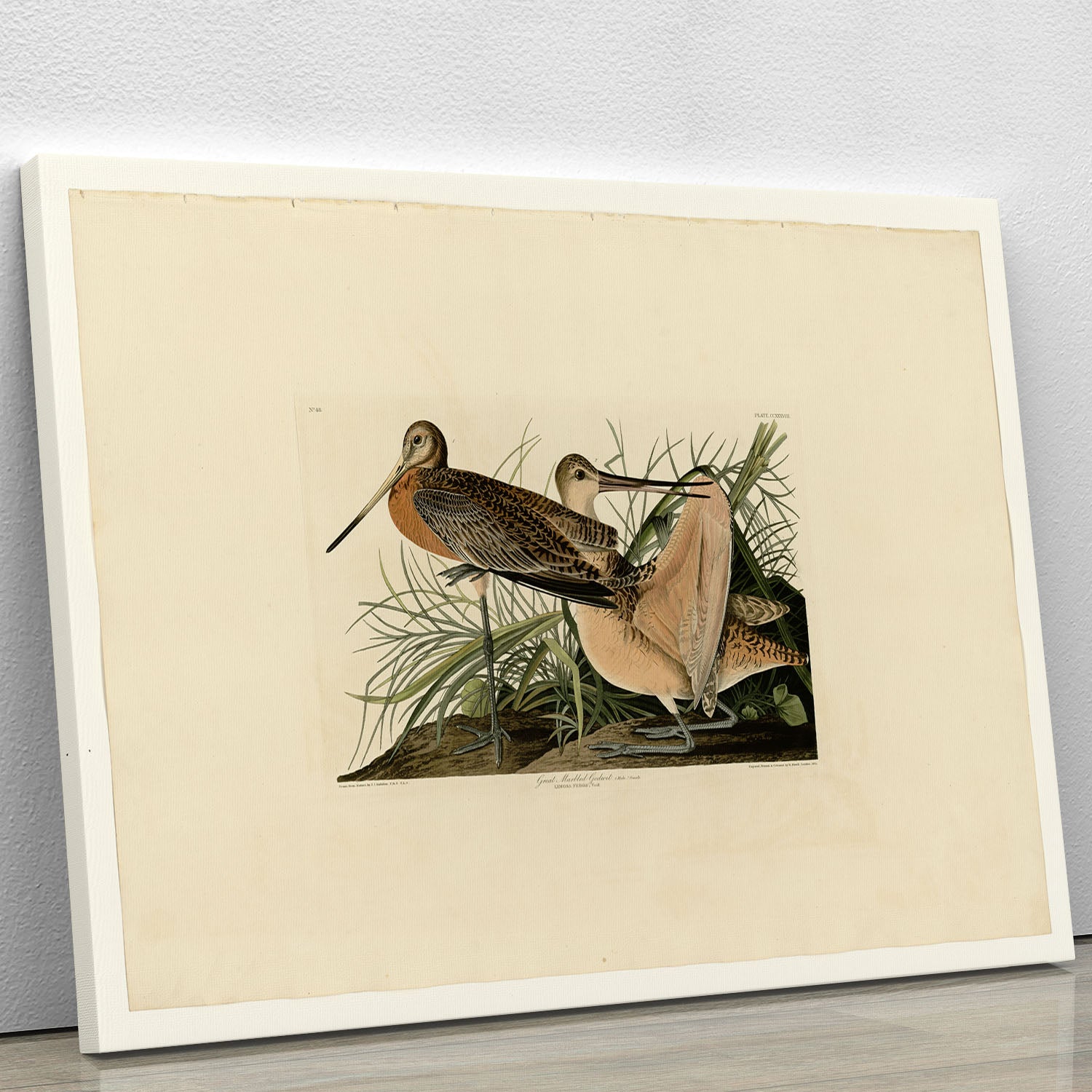 Great Marbled Godwit by Audubon Canvas Print or Poster - Canvas Art Rocks - 1