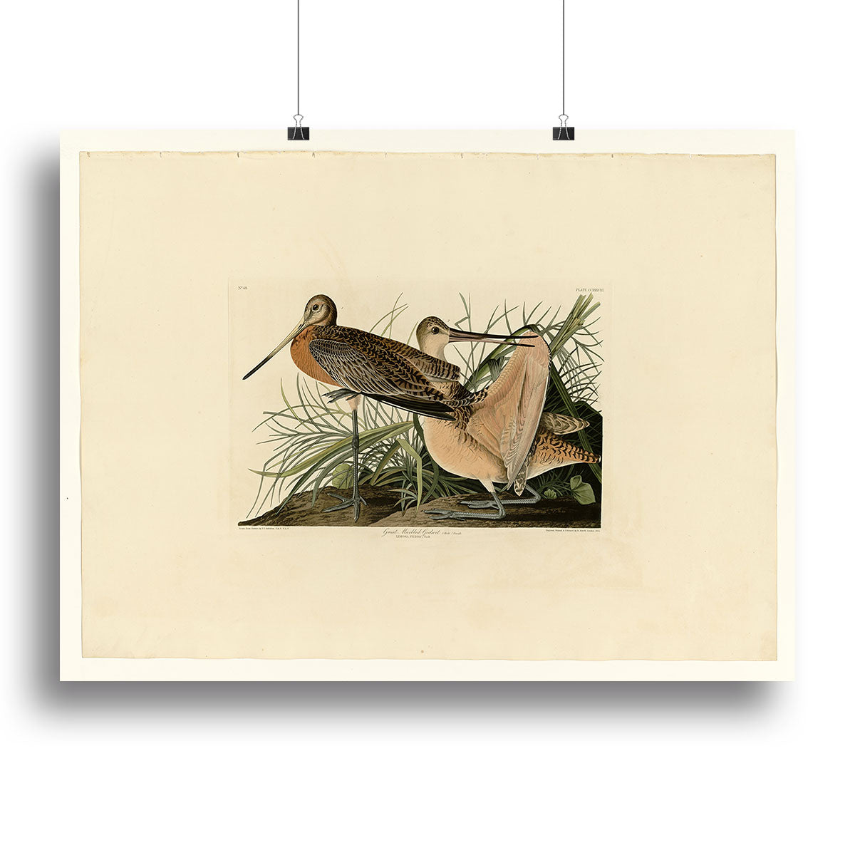 Great Marbled Godwit by Audubon Canvas Print or Poster - Canvas Art Rocks - 2
