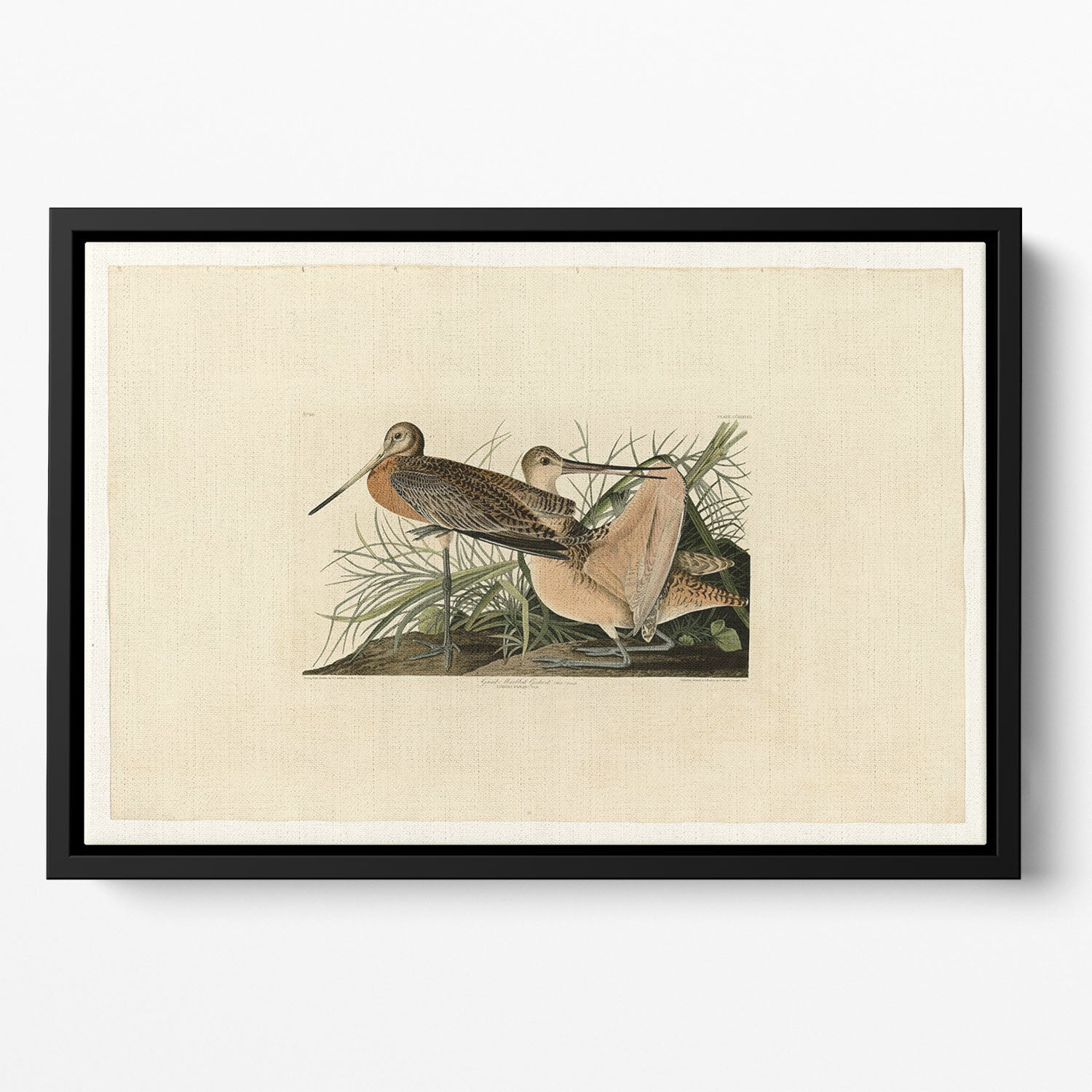Great Marbled Godwit by Audubon Floating Framed Canvas