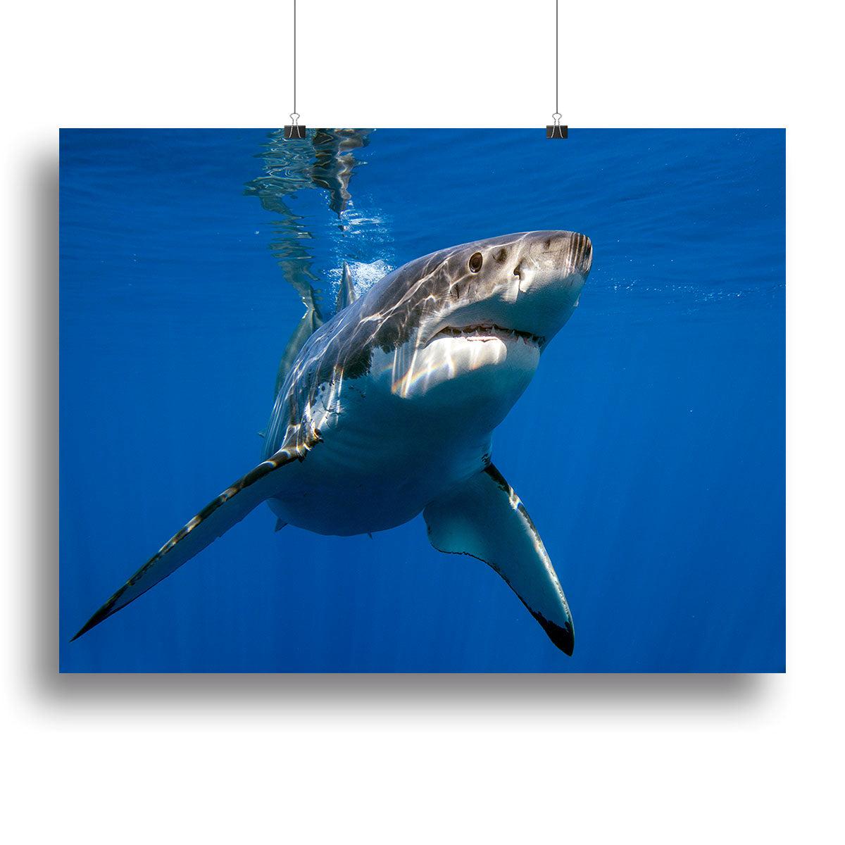 Great White Canvas Print or Poster - Canvas Art Rocks - 2