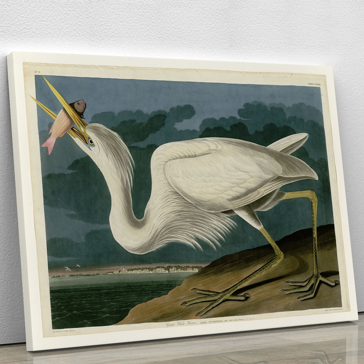 Great White Heron by Audubon Canvas Print or Poster - Canvas Art Rocks - 1