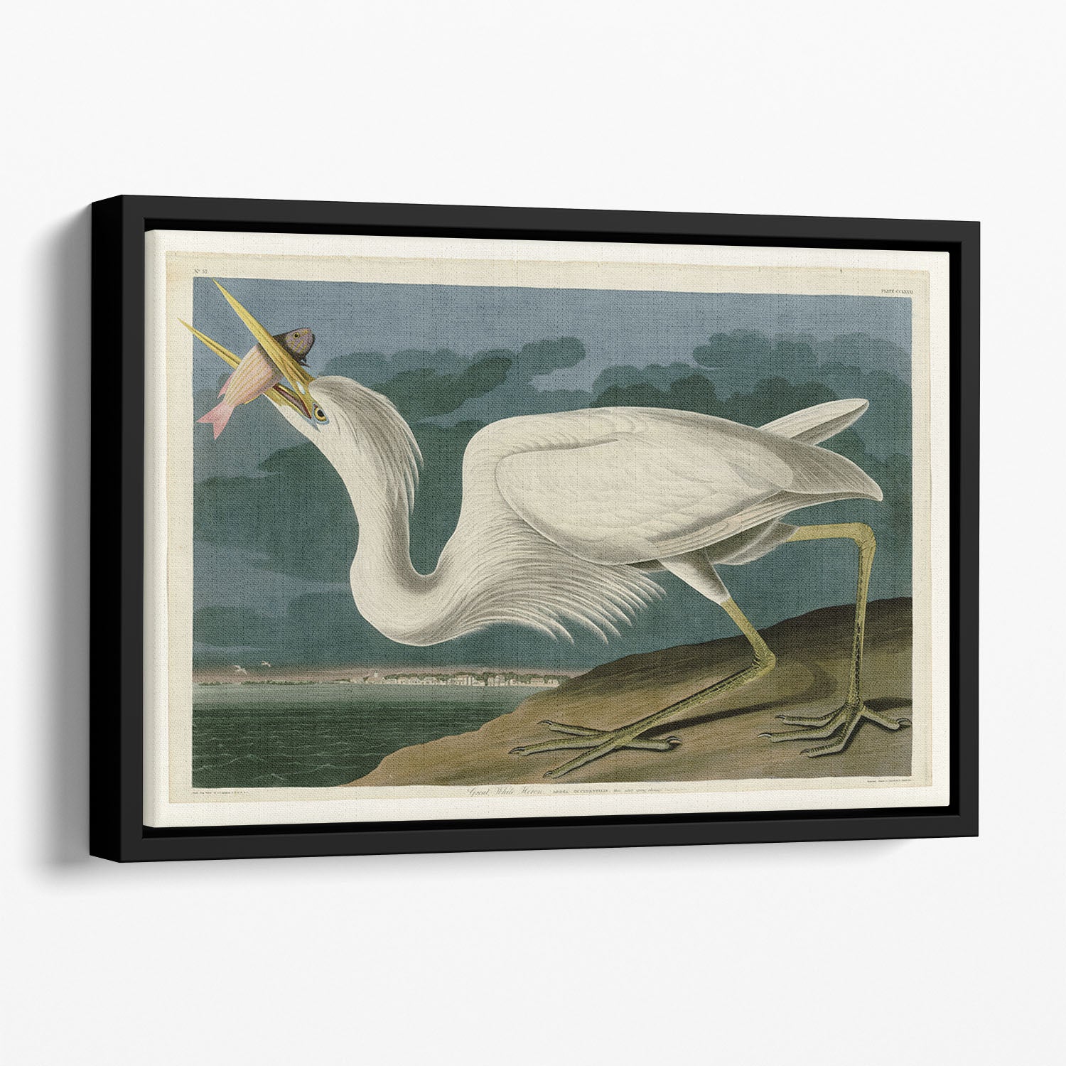 Great White Heron by Audubon Floating Framed Canvas