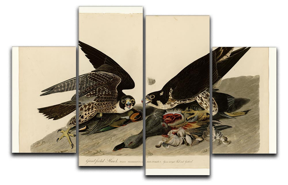 Great footed Hawk by Audubon 4 Split Panel Canvas - Canvas Art Rocks - 1