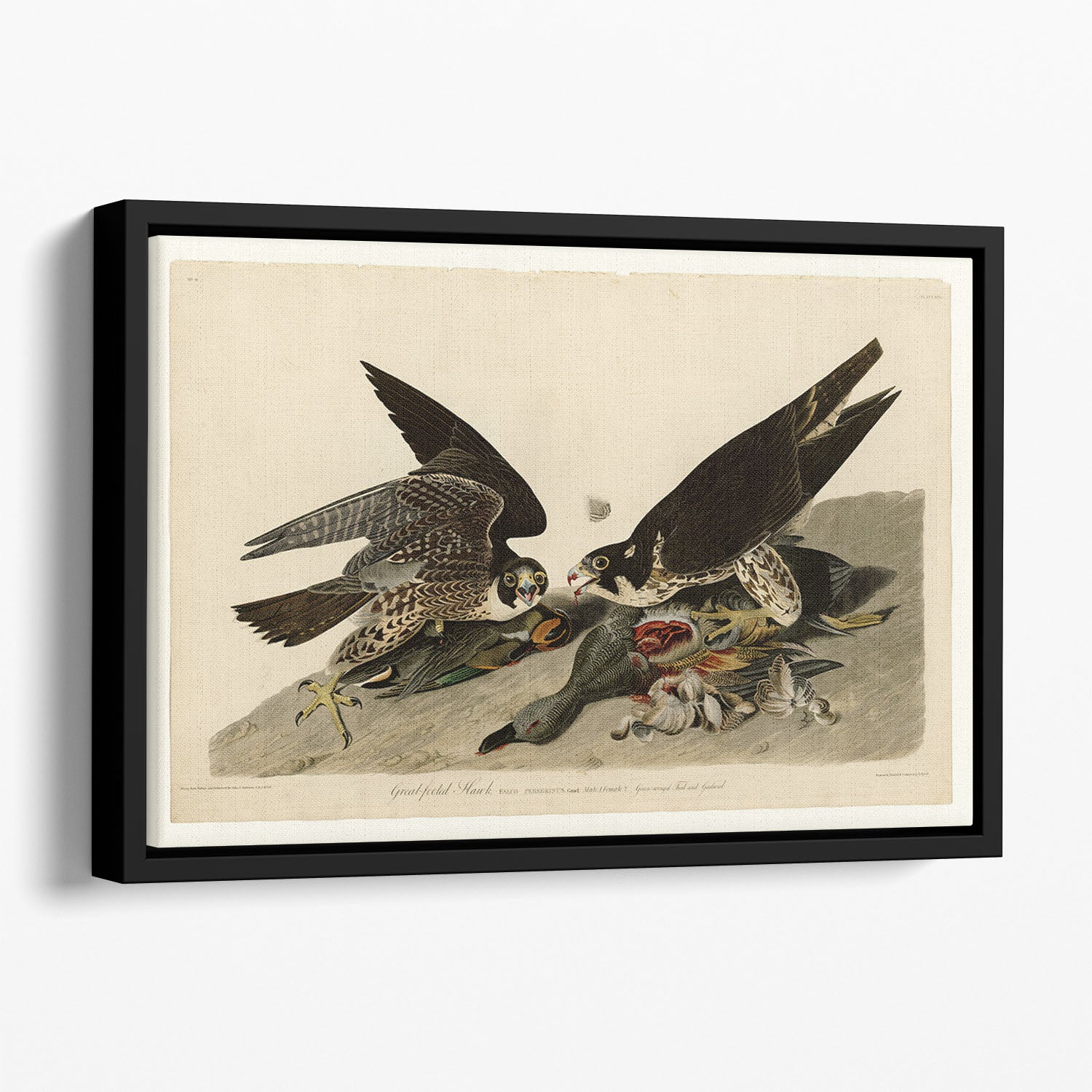Great footed Hawk by Audubon Floating Framed Canvas