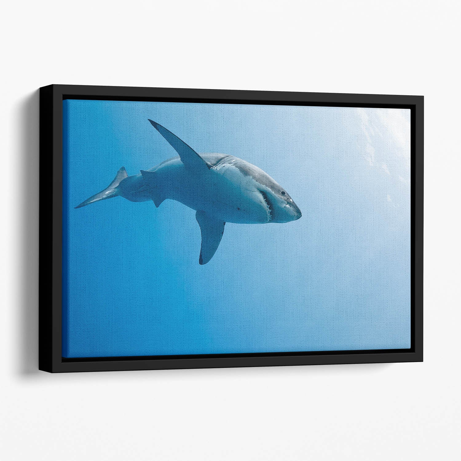 Great white shark Guadalupe Island Floating Framed Canvas