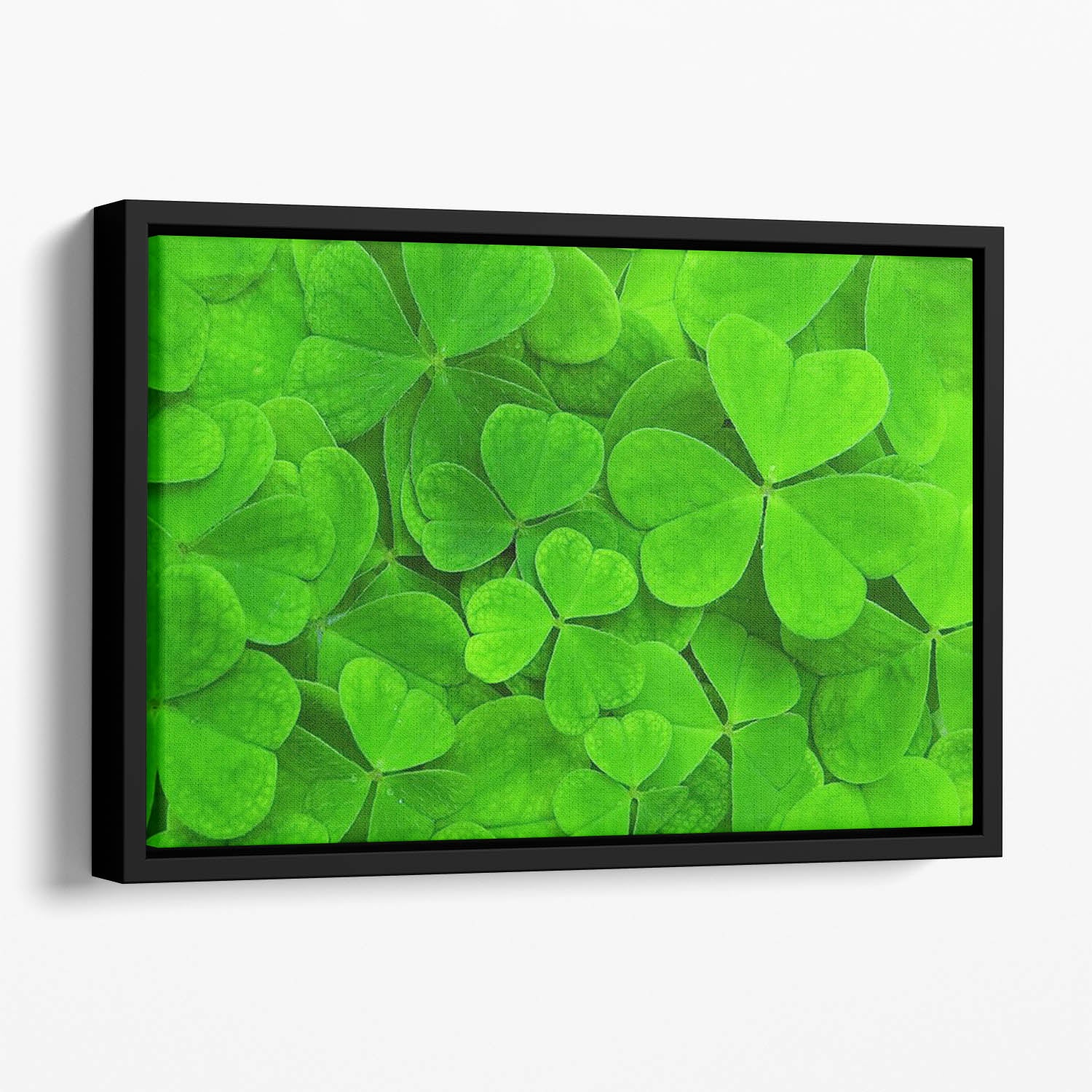 Green clover leaf Floating Framed Canvas