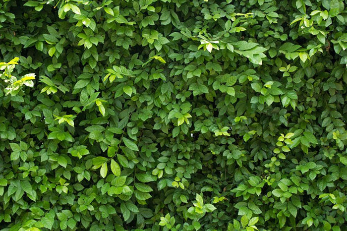 Green leaves for background Wall Mural Wallpaper