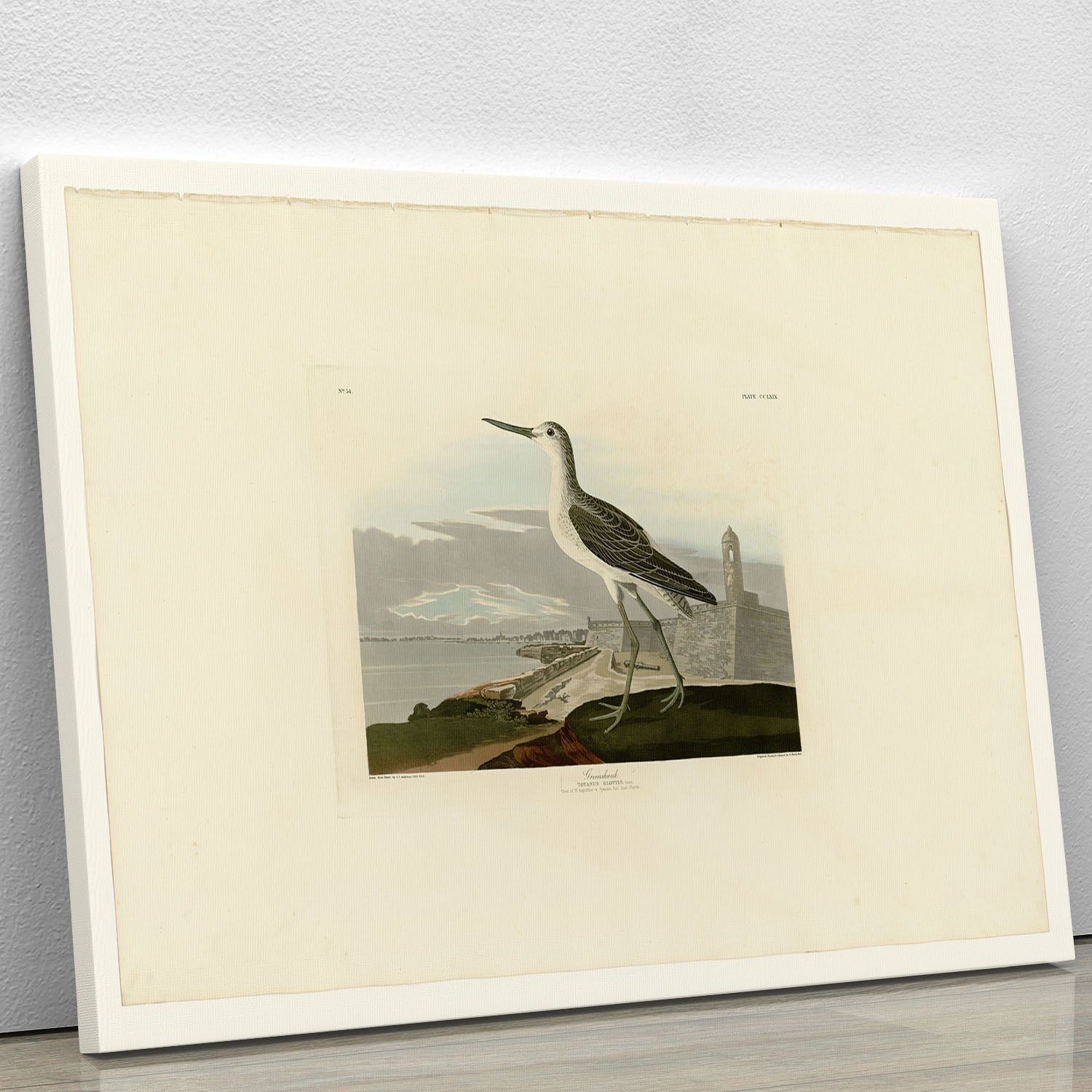 Greenshank by Audubon Canvas Print or Poster - Canvas Art Rocks - 1