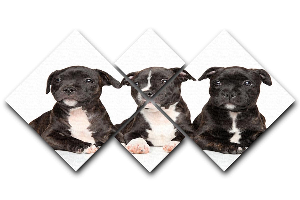 Group of Staffordshire bull terrier puppies 4 Square Multi Panel Canvas - Canvas Art Rocks - 1