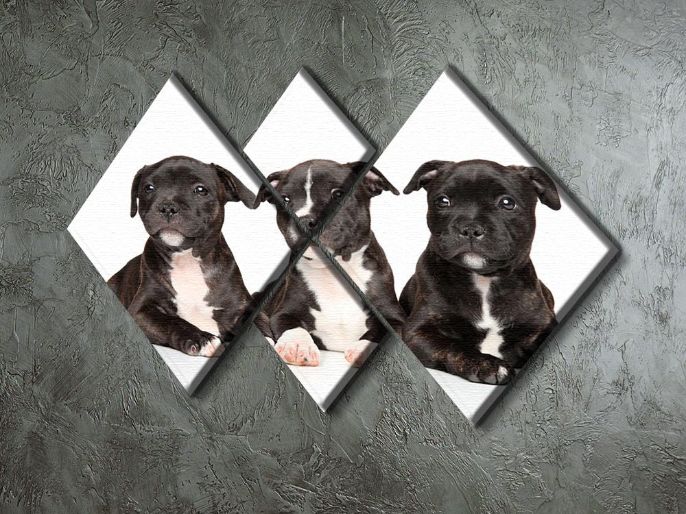 Group of Staffordshire bull terrier puppies 4 Square Multi Panel Canvas - Canvas Art Rocks - 2