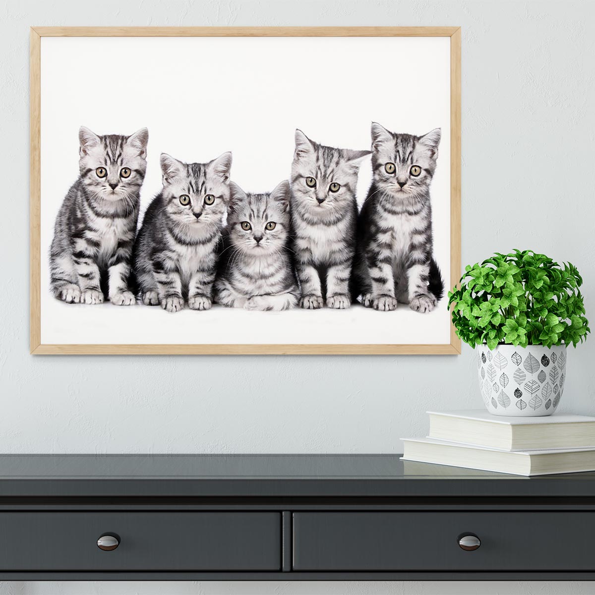 Group of five british shorthair kitten Framed Print - Canvas Art Rocks - 4
