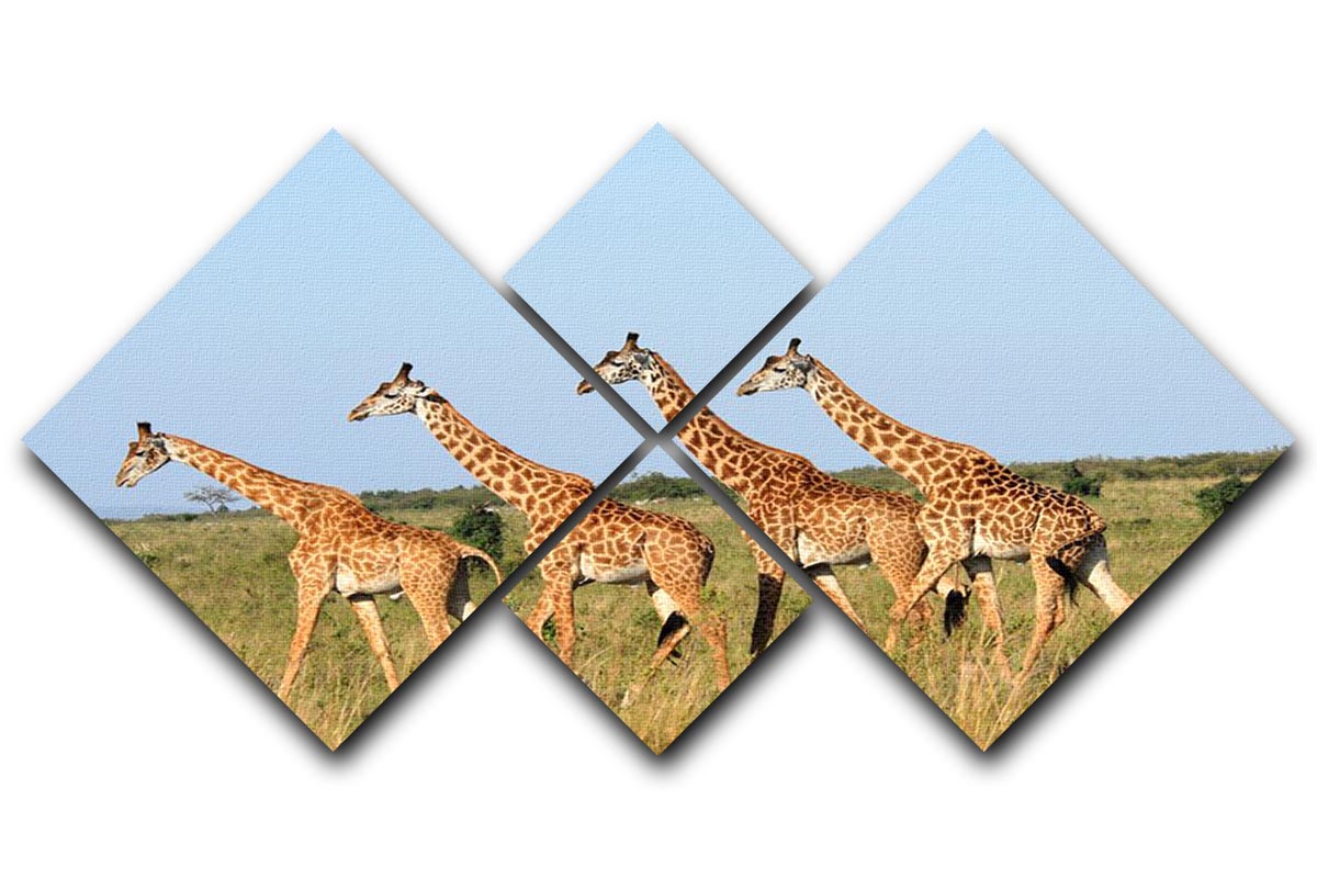 Group of giraffes in the Masai Mara Reserve 4 Square Multi Panel Canvas - Canvas Art Rocks - 1