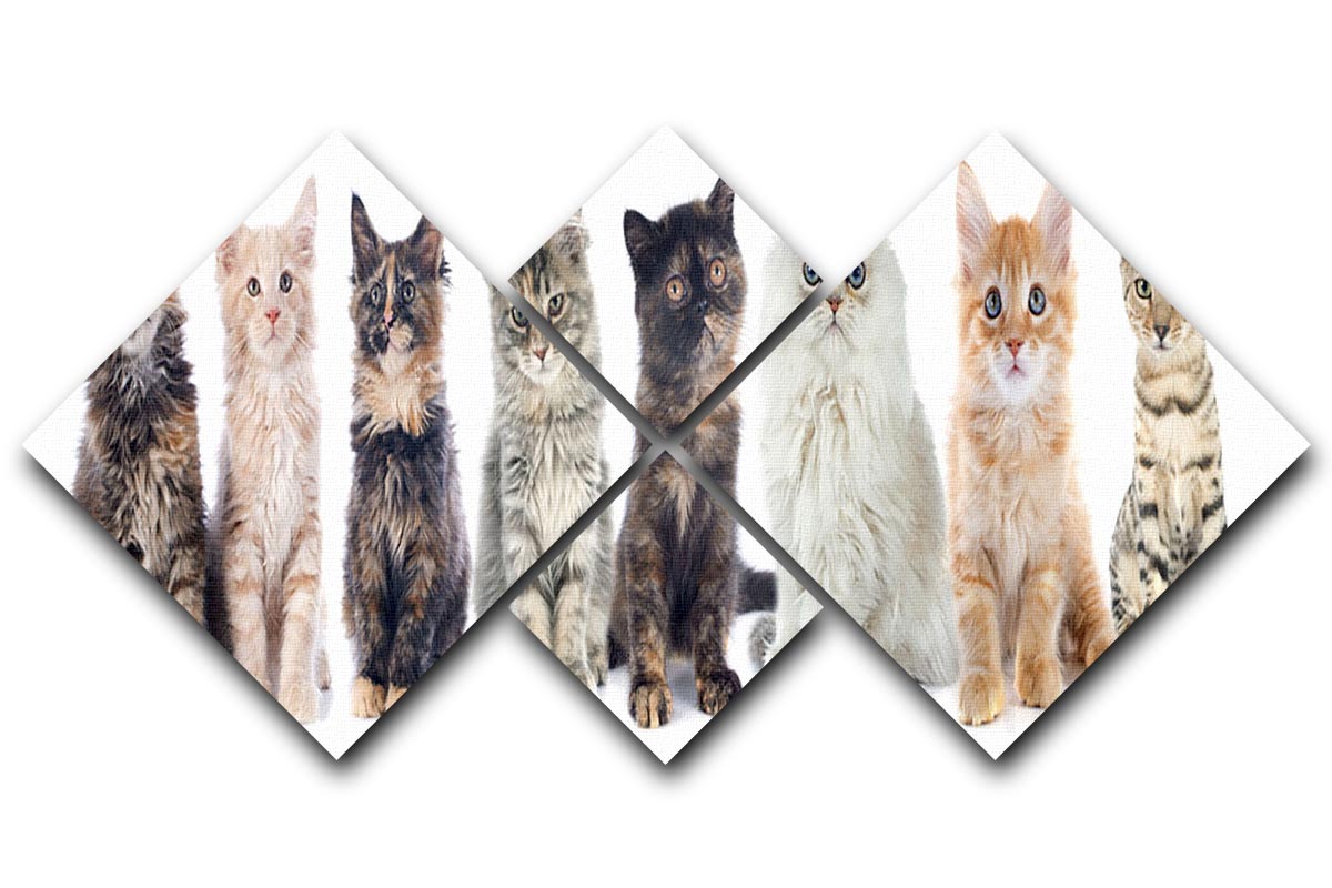 Group of kitten in front of white background 4 Square Multi Panel Canvas - Canvas Art Rocks - 1