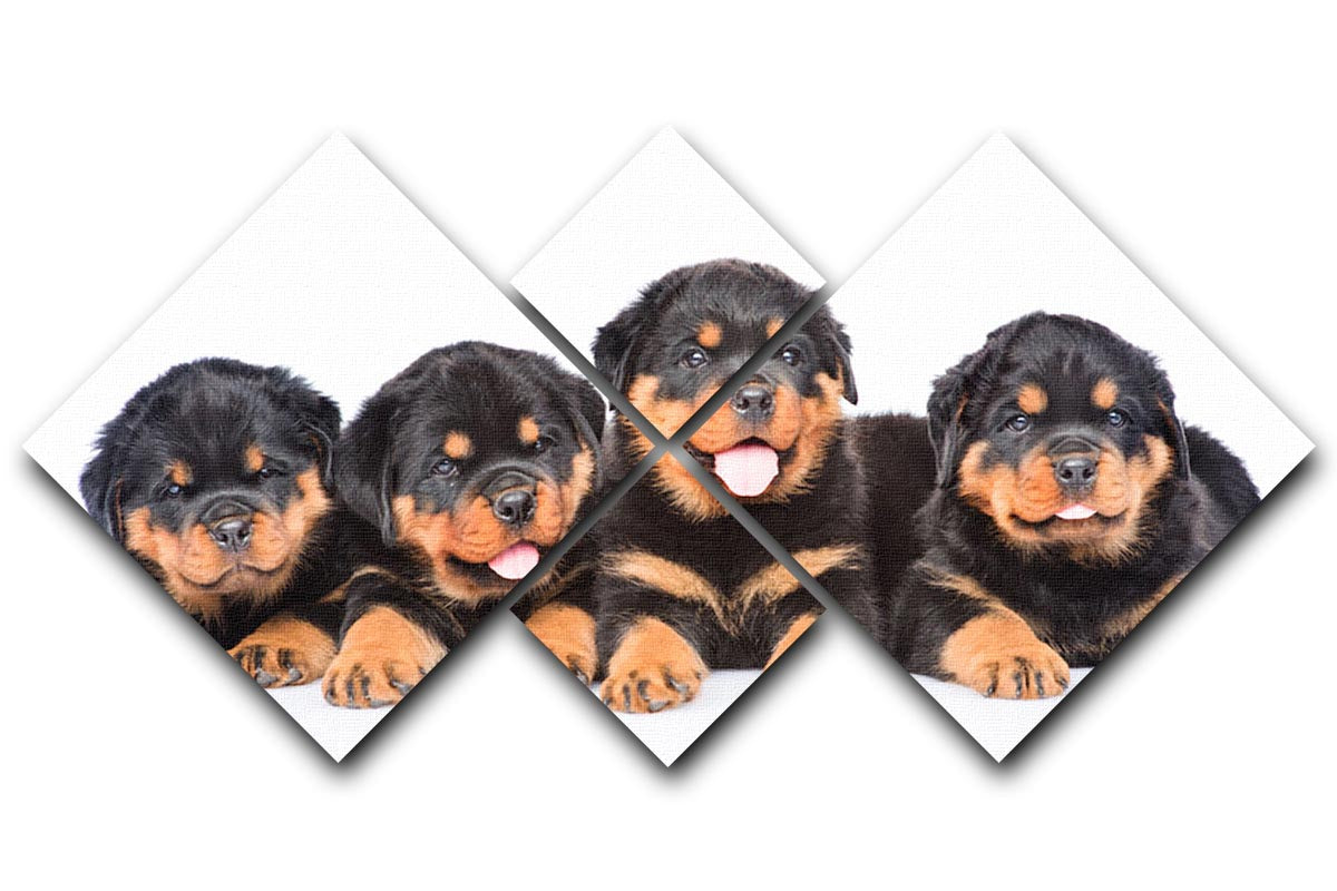Group of puppies Rottweiler 4 Square Multi Panel Canvas - Canvas Art Rocks - 1