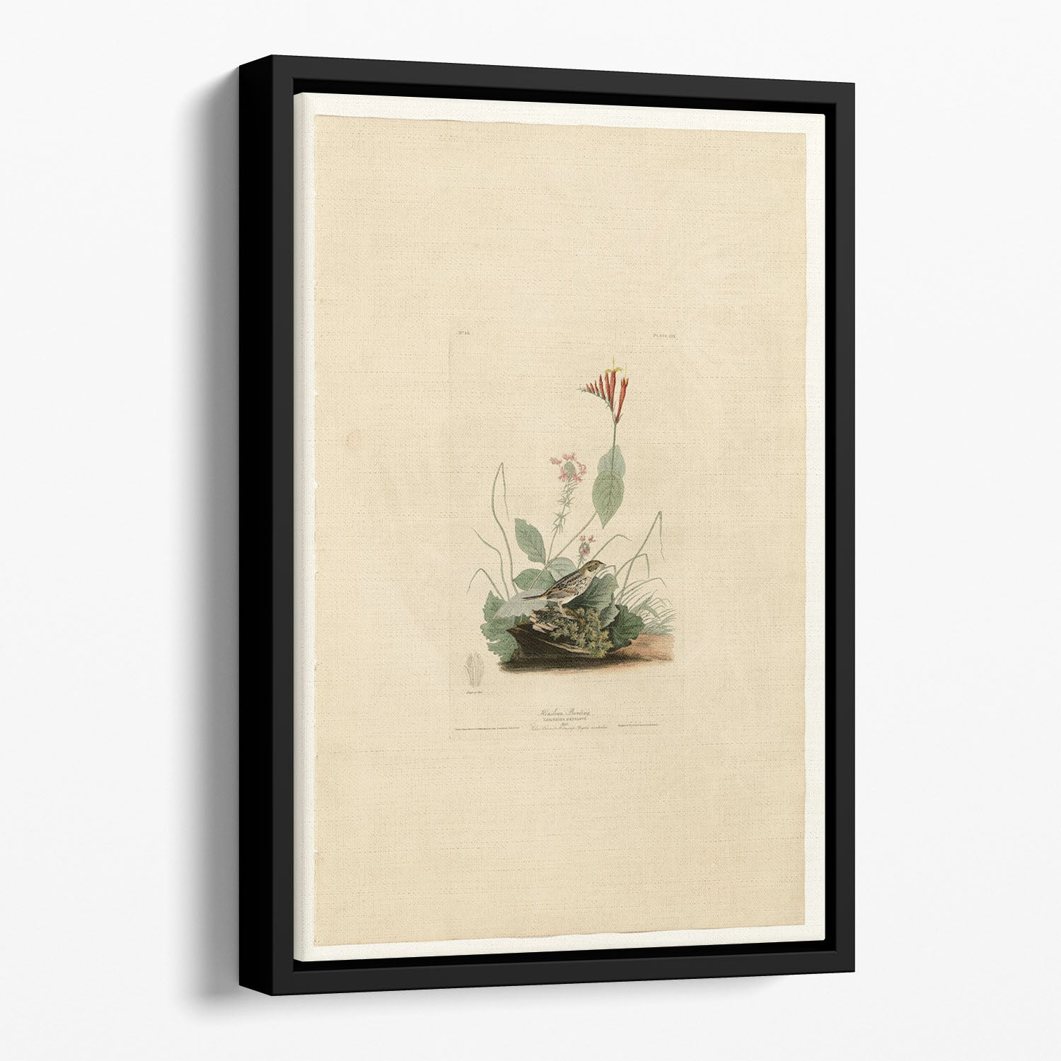 Henslows Bunting by Audubon Floating Framed Canvas