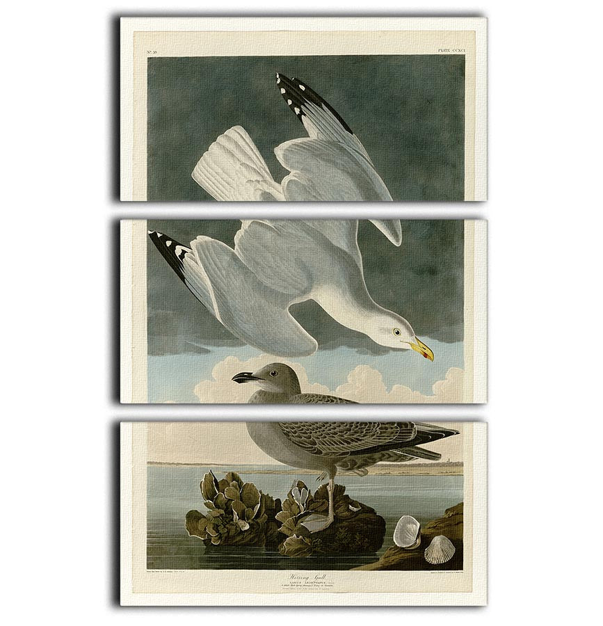 Herring Gull by Audubon 3 Split Panel Canvas Print - Canvas Art Rocks - 1