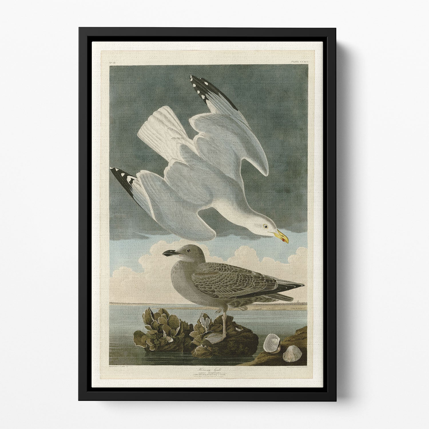 Herring Gull by Audubon Floating Framed Canvas