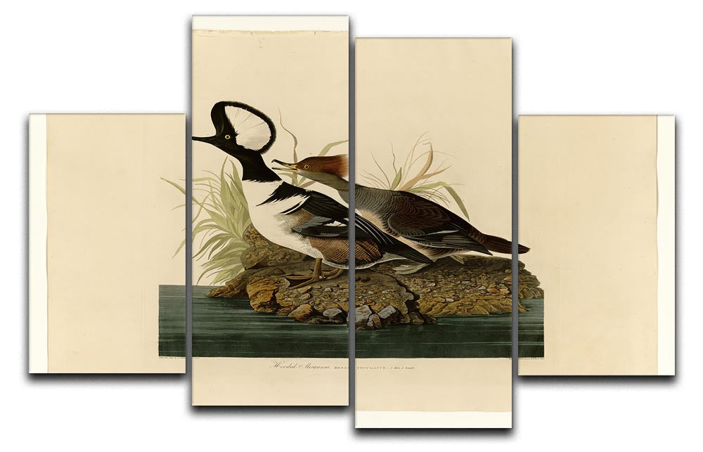 Hooded Merganser by Audubon 4 Split Panel Canvas - Canvas Art Rocks - 1