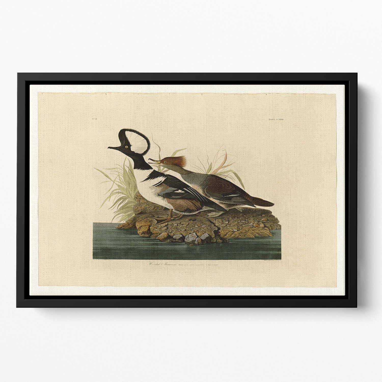 Hooded Merganser by Audubon Floating Framed Canvas