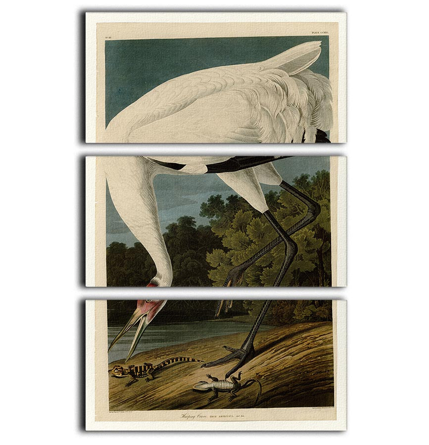 Hooping Crane by Audubon 3 Split Panel Canvas Print - Canvas Art Rocks - 1