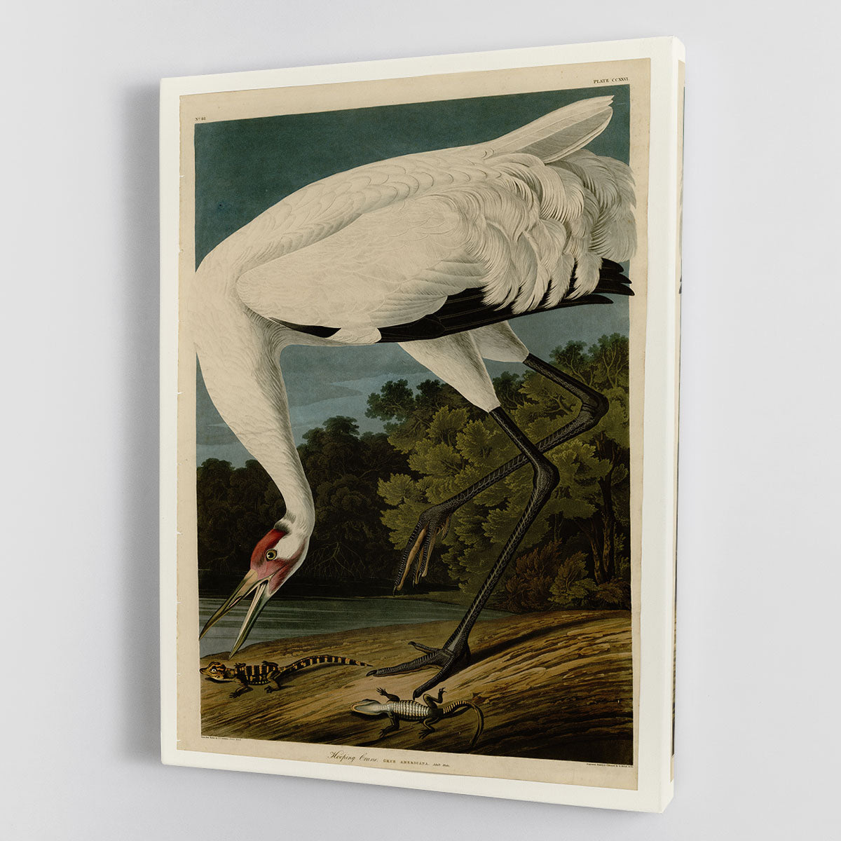 Hooping Crane by Audubon Canvas Print or Poster - Canvas Art Rocks - 1