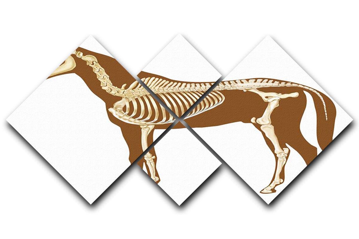 Horse skeleton section with bones x-ray 4 Square Multi Panel Canvas - Canvas Art Rocks - 1