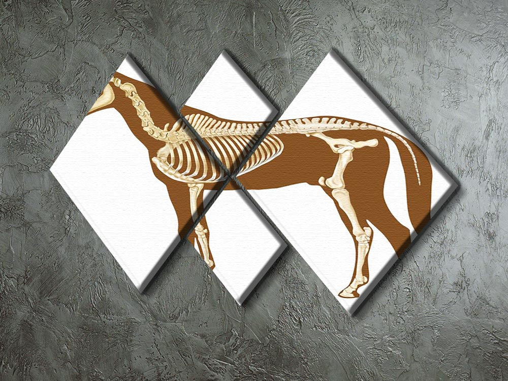 Horse skeleton section with bones x-ray 4 Square Multi Panel Canvas - Canvas Art Rocks - 2