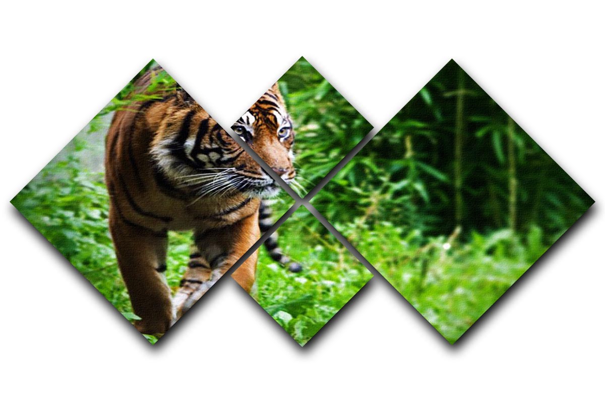 Hunting Tiger at the zoo 4 Square Multi Panel Canvas - Canvas Art Rocks - 1