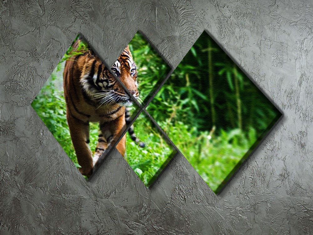 Hunting Tiger at the zoo 4 Square Multi Panel Canvas - Canvas Art Rocks - 2