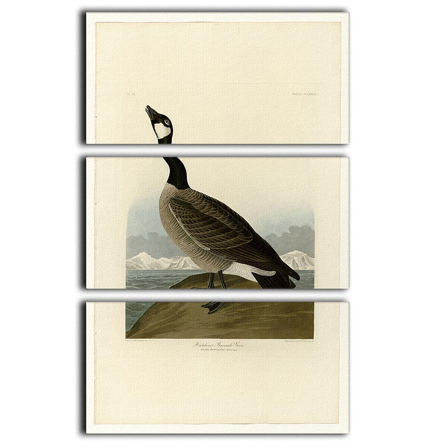 Hutchins Barnacle Goose by Audubon 3 Split Panel Canvas Print - Canvas Art Rocks - 1
