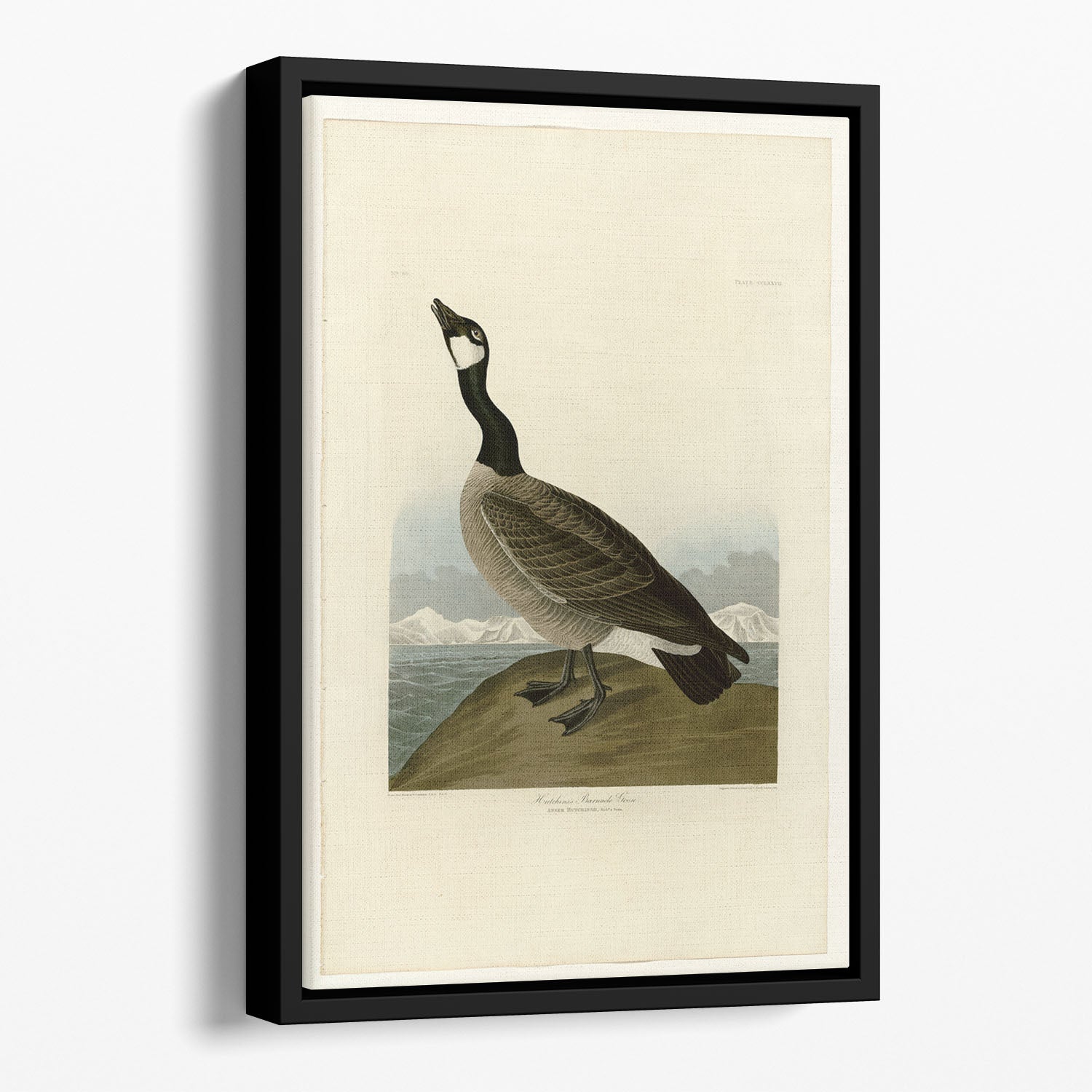 Hutchins Barnacle Goose by Audubon Floating Framed Canvas