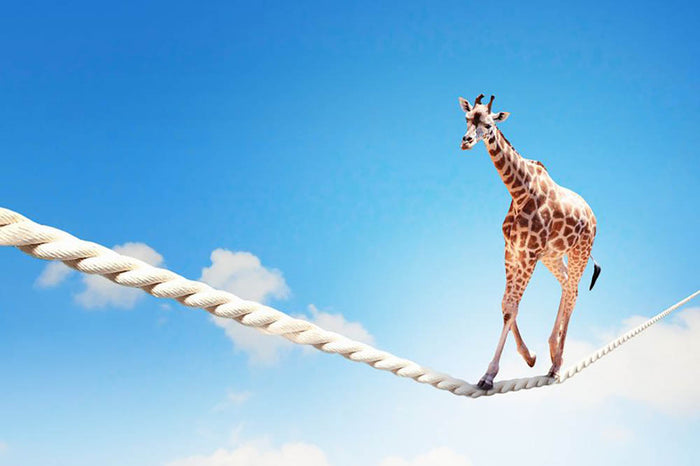 Image of giraffe walking on rope high in sky Wall Mural Wallpaper