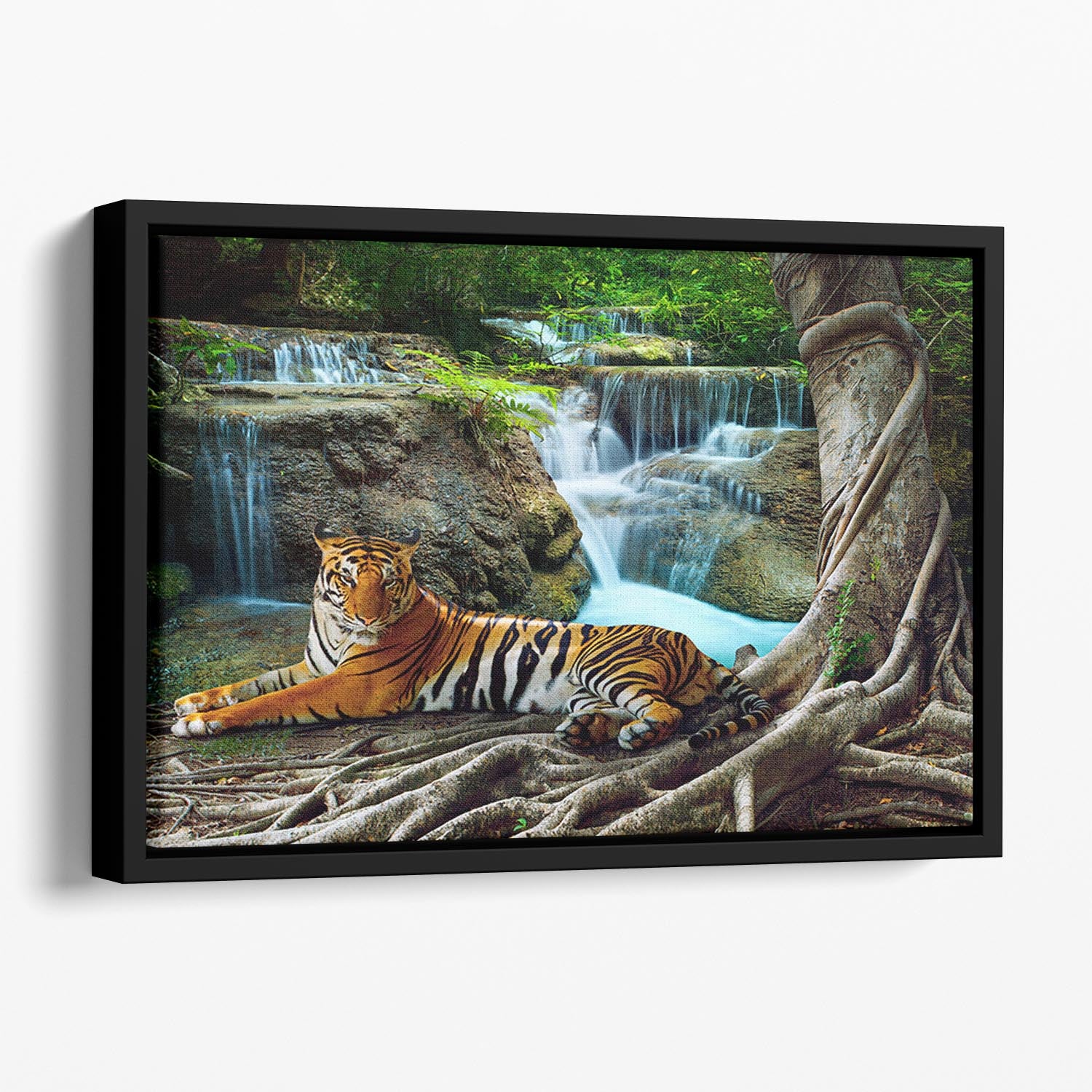 Indochina tiger Floating Framed Canvas - Canvas Art Rocks - 1