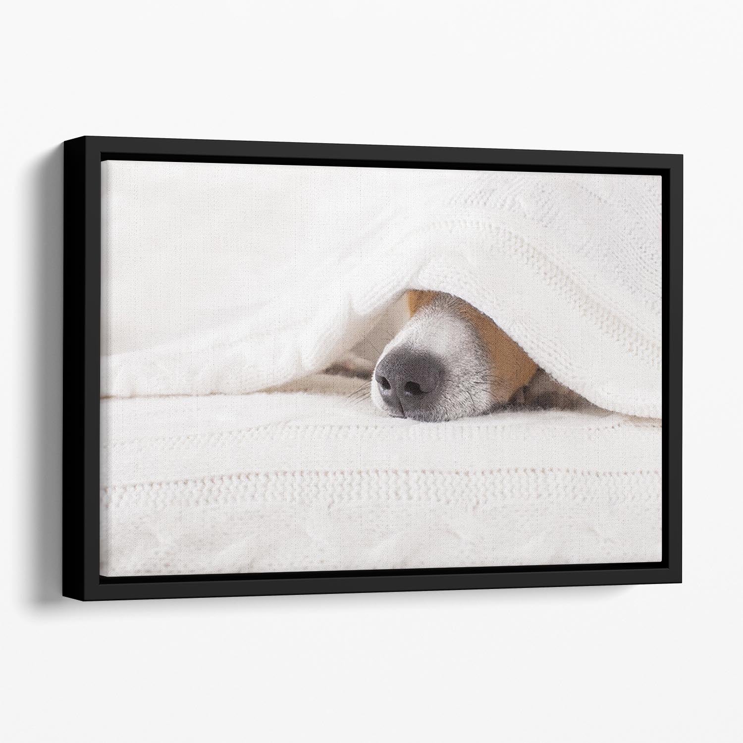Jack russell dog sleeping under the blanket Floating Framed Canvas - Canvas Art Rocks - 1