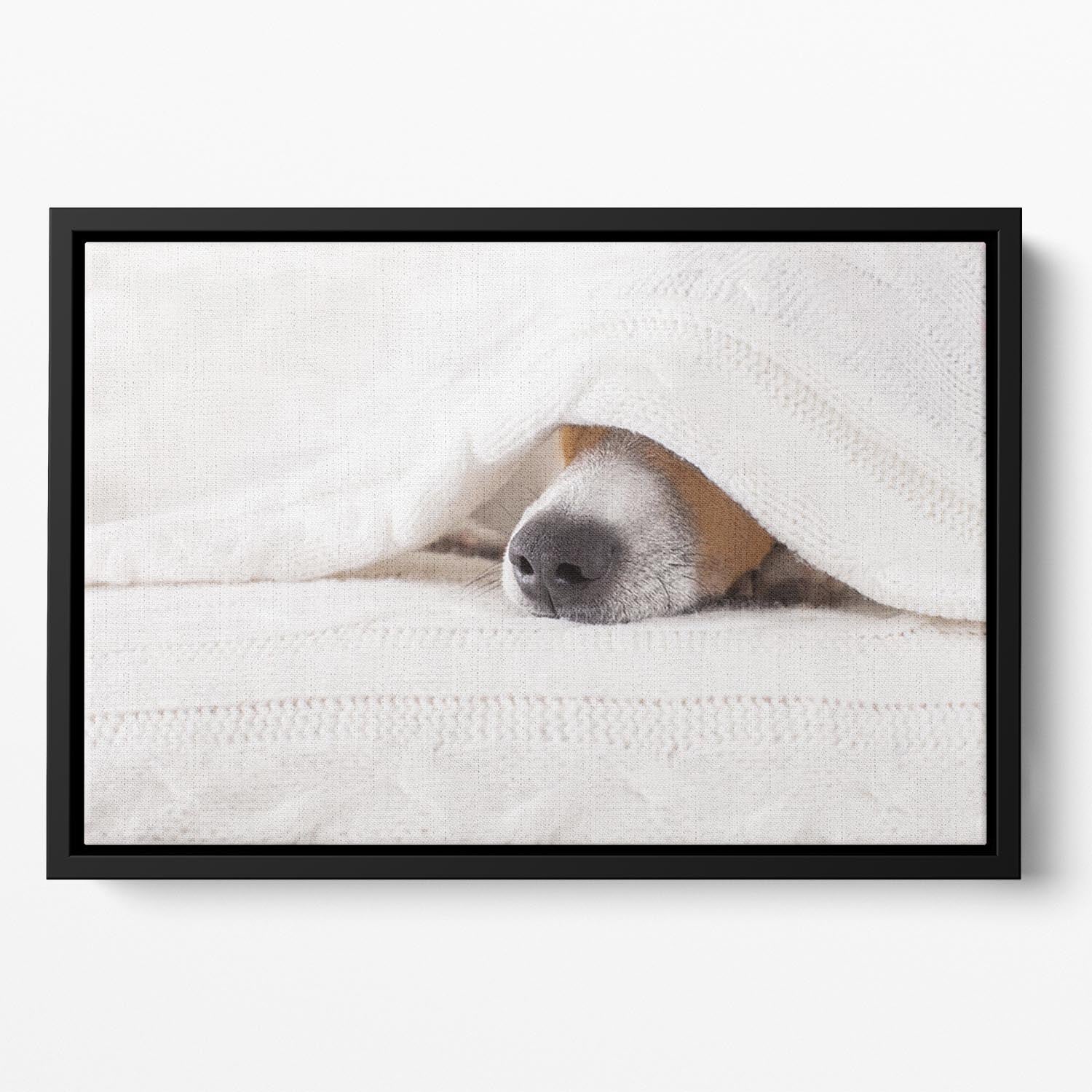 Jack russell dog sleeping under the blanket Floating Framed Canvas - Canvas Art Rocks - 2