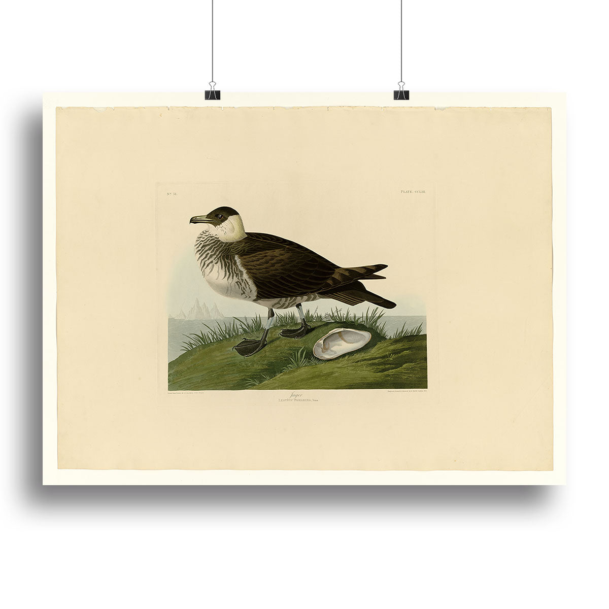 Jager by Audubon Canvas Print or Poster - Canvas Art Rocks - 2