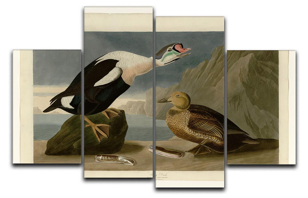 King Duck by Audubon 4 Split Panel Canvas - Canvas Art Rocks - 1