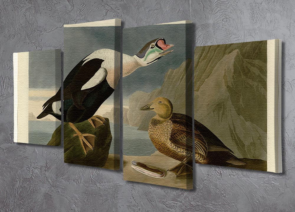 King Duck by Audubon 4 Split Panel Canvas - Canvas Art Rocks - 2