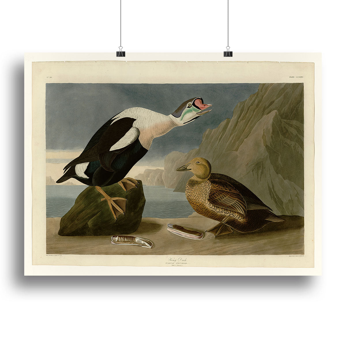 King Duck by Audubon Canvas Print or Poster - Canvas Art Rocks - 2