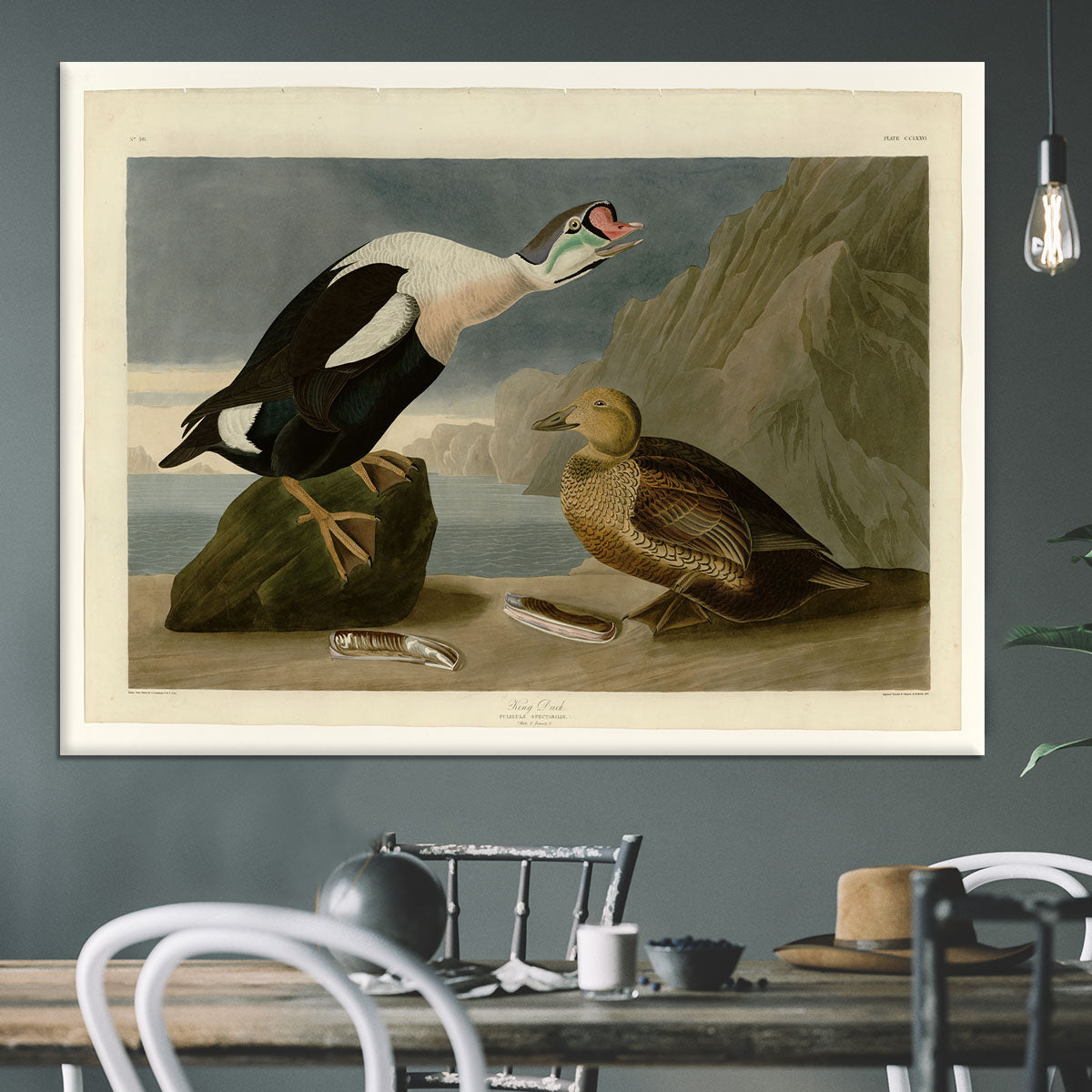 King Duck by Audubon Canvas Print or Poster - Canvas Art Rocks - 3