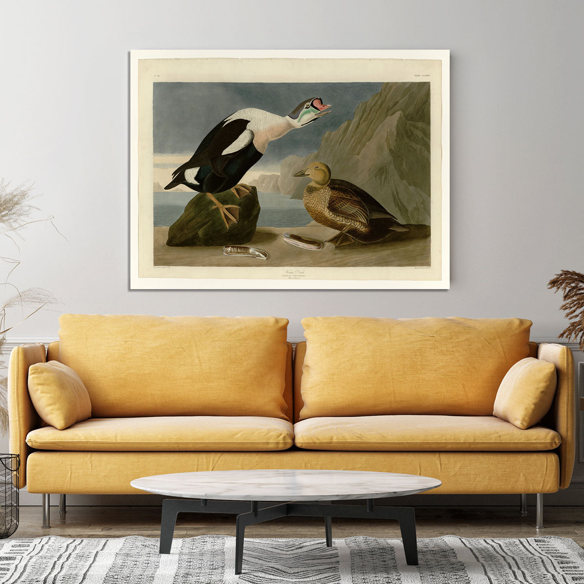 King Duck by Audubon Canvas Print or Poster - Canvas Art Rocks - 4