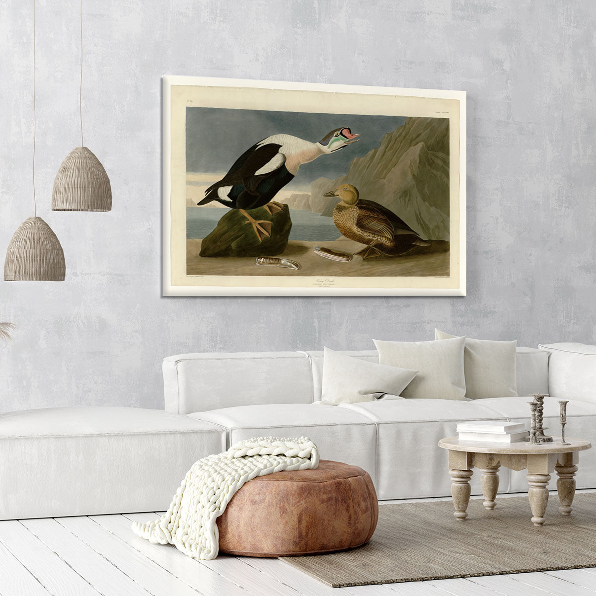 King Duck by Audubon Canvas Print or Poster - Canvas Art Rocks - 6