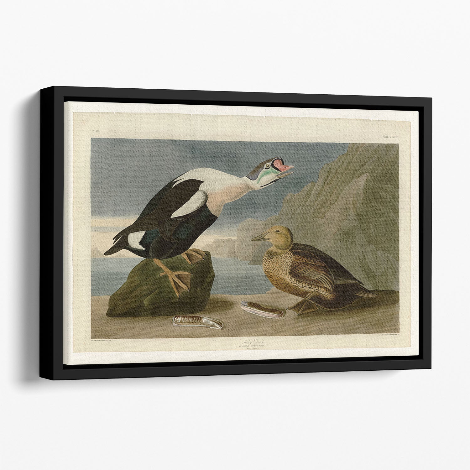 King Duck by Audubon Floating Framed Canvas