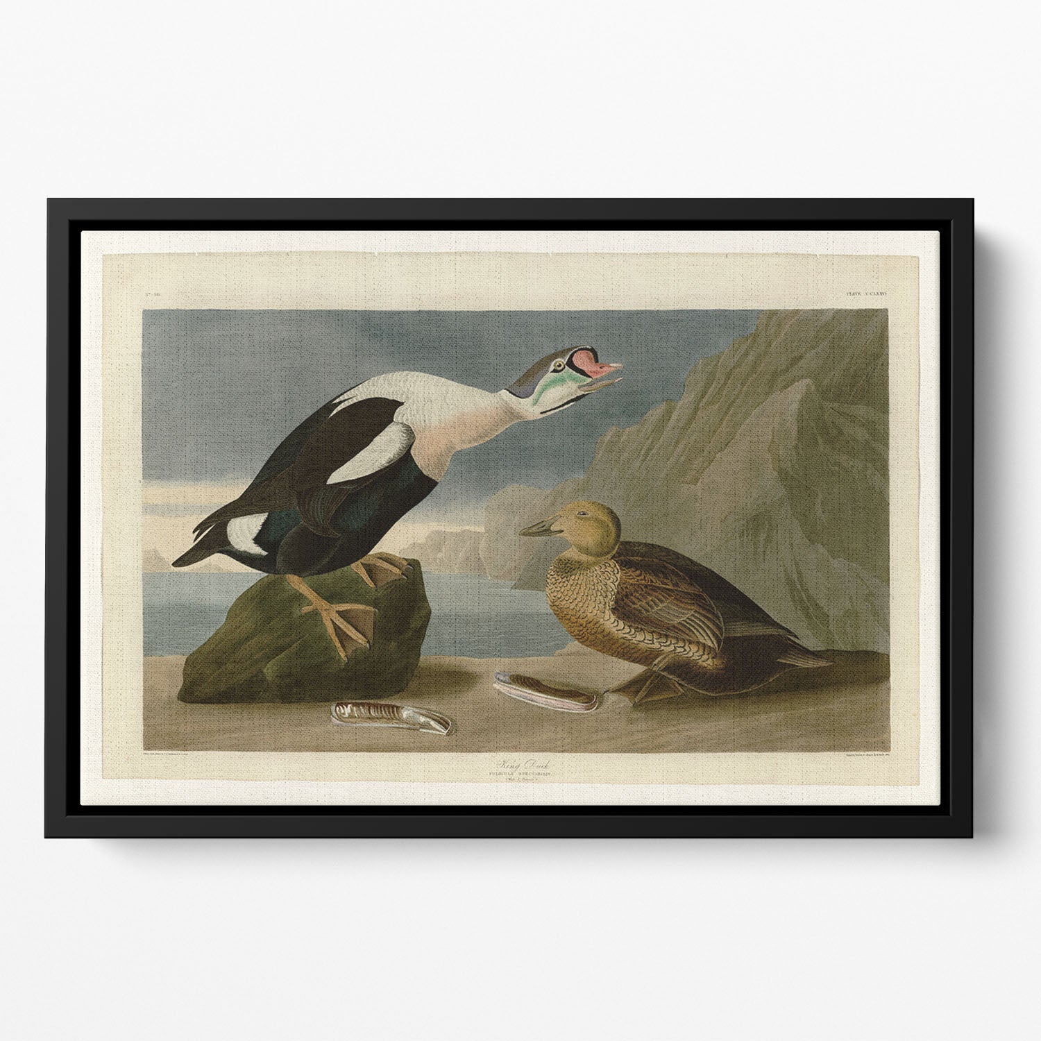 King Duck by Audubon Floating Framed Canvas