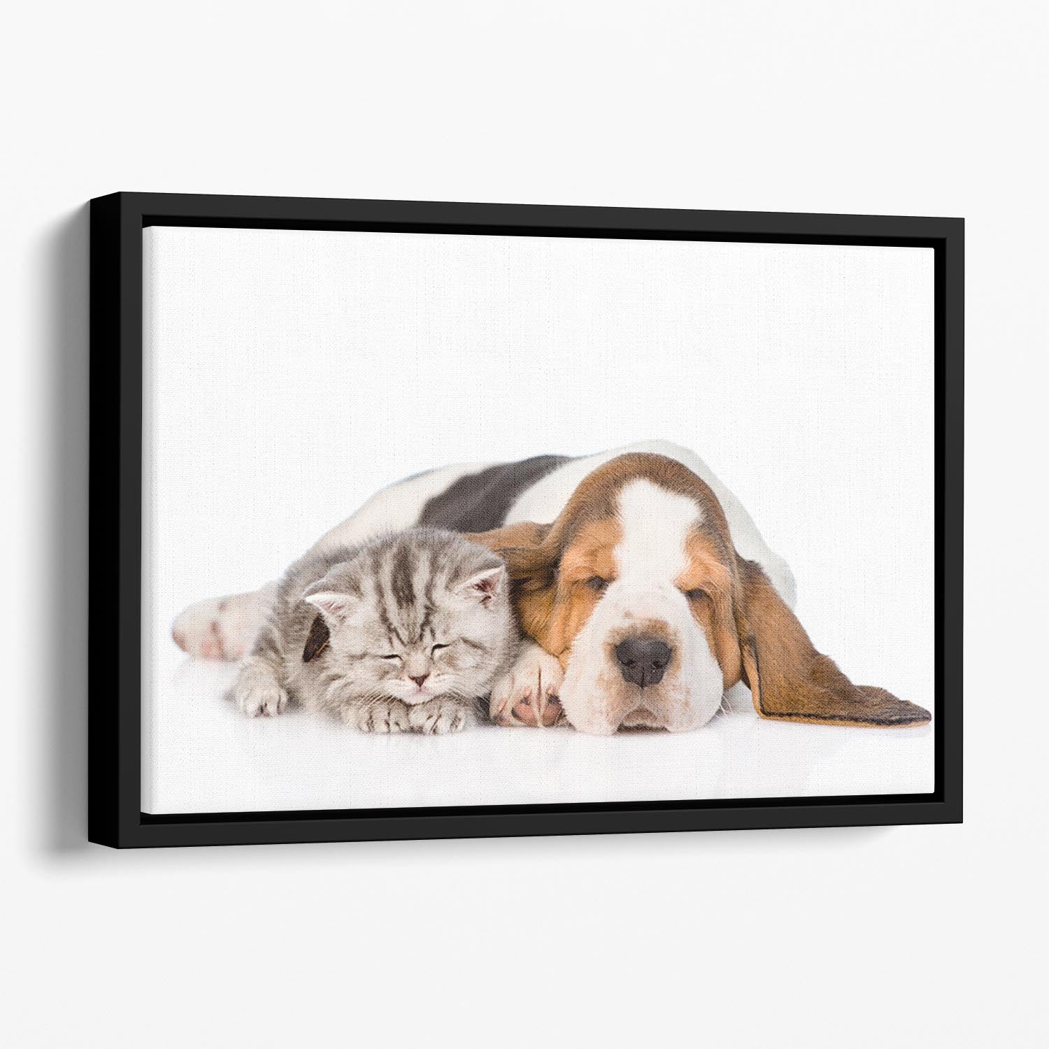 Kitten and puppy sleeping together. isolated on white background Floating Framed Canvas - Canvas Art Rocks - 1