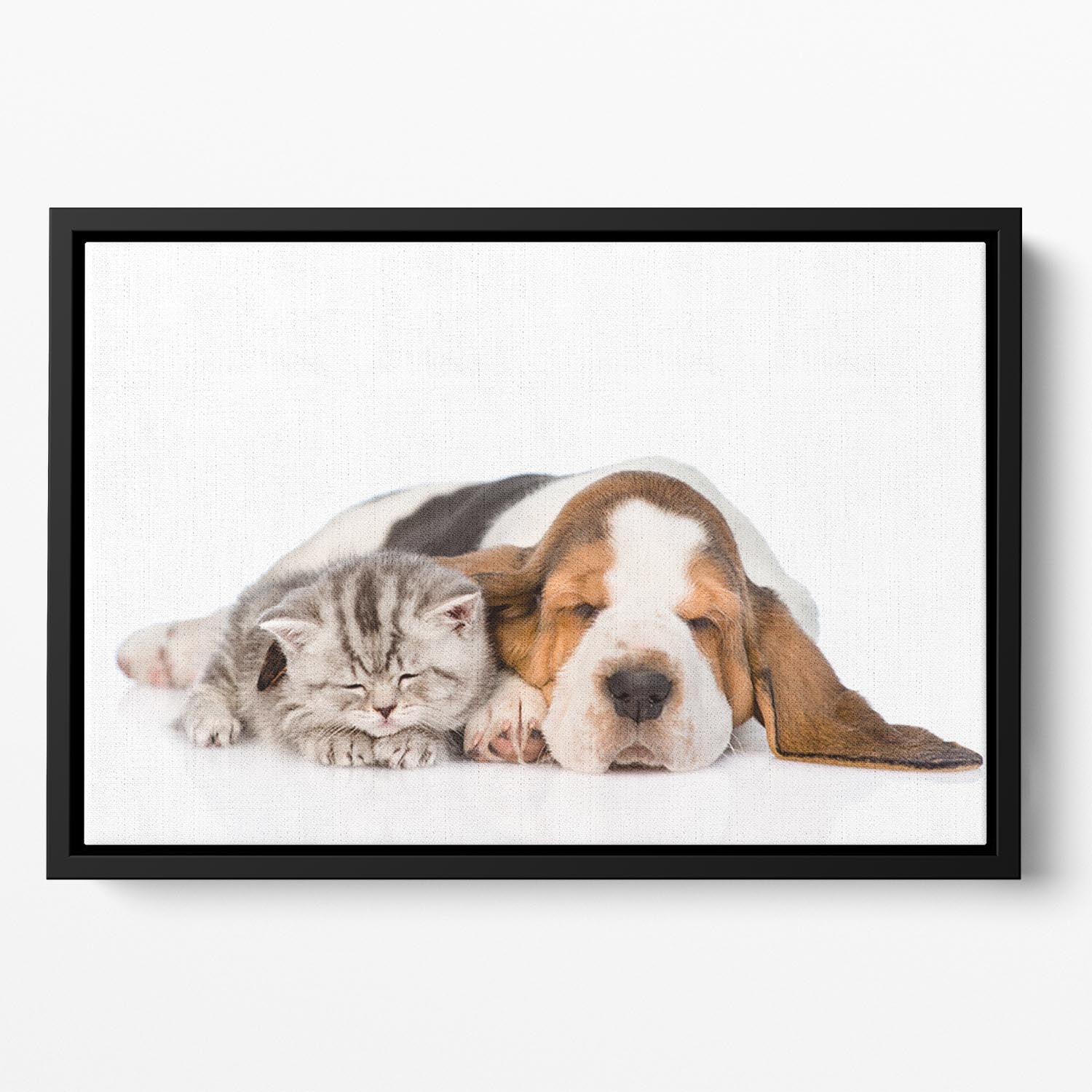 Kitten and puppy sleeping together. isolated on white background Floating Framed Canvas - Canvas Art Rocks - 2