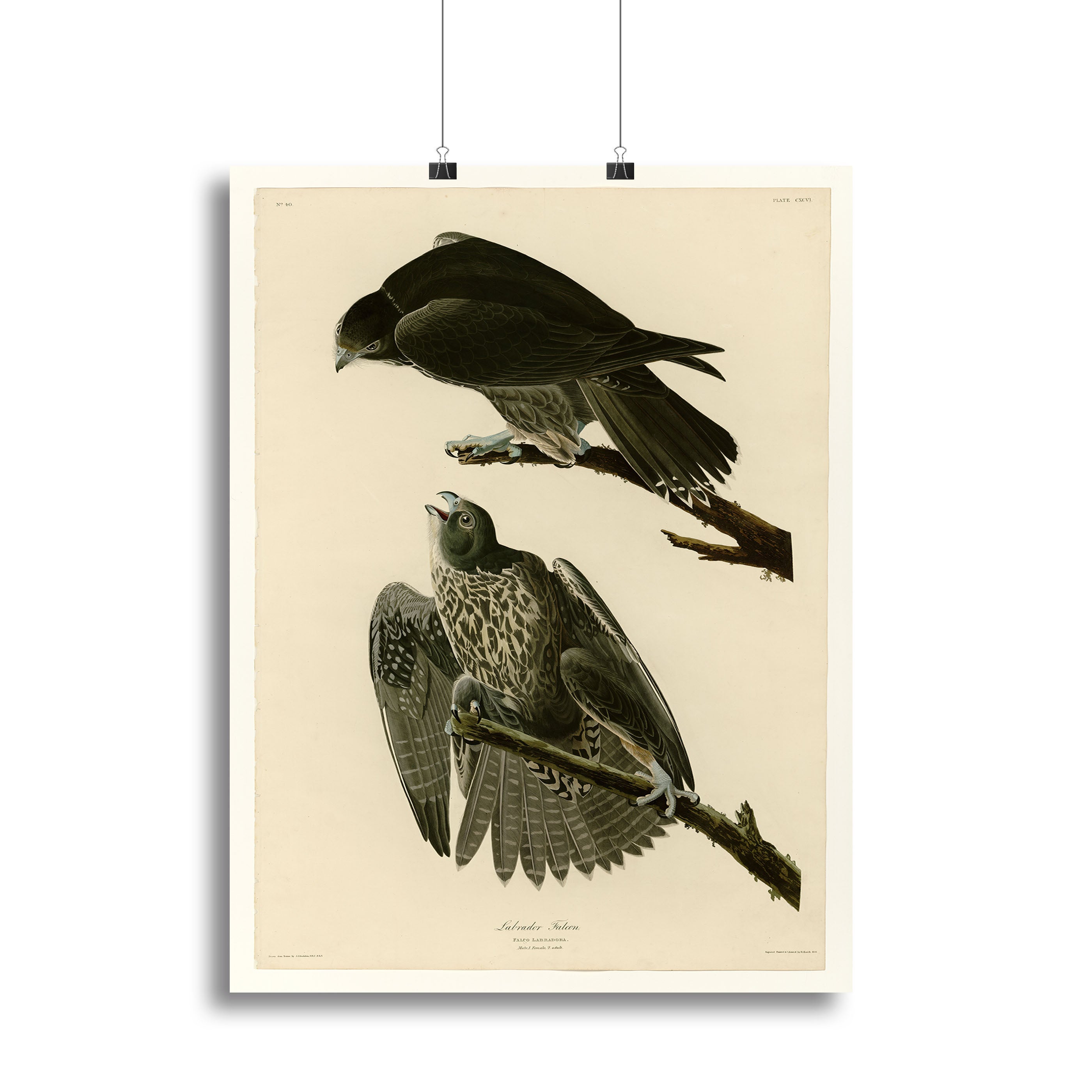 Labrador Falcon by Audubon Canvas Print or Poster - Canvas Art Rocks - 2